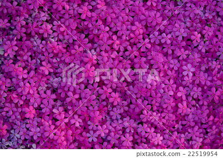 Shibazakura 22519954