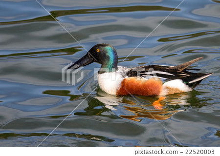Northern shoveler (Anas clypeata) male duck 22520003