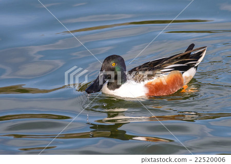 Northern shoveler (Anas clypeata) male duck 22520006