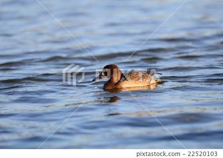 Female Tufted duck swimming on a lake in japan 22520103