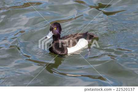 Tufted duck, Aythya fuligula, male in japan. 22520137