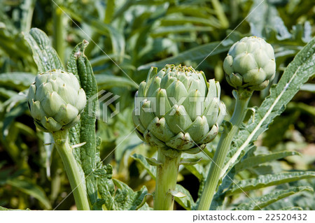 field of artichokes, Brittany, France 22520432