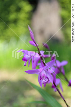 矽烷（紫色） 22520741