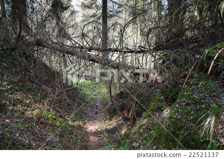 Dangerous footpath in dark wild forest 22521137
