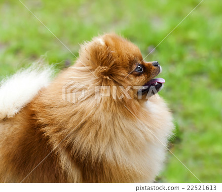 funny little fluffy dog in the grass 22521613