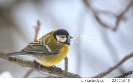 great tit on brunch 22521648