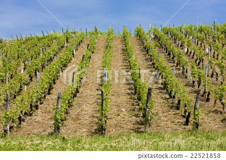 vineyards of Cote Maconnais region near Fuisse 22521858