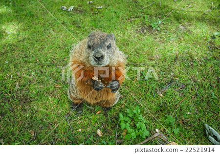 A marmot gopher standing up and looking at camera. 22521914