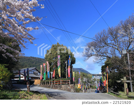 Spring, Around the Kanamaruza before the opening of the "Golden Dora Great Stage" lined with climb 22521920