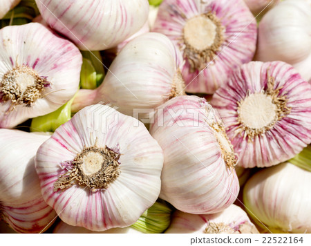 fresh young garlic fresh young garlic 22522164