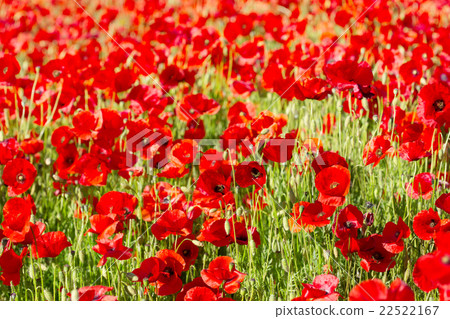 field of poppy flowers field of poppy flowers 22522167