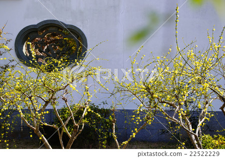 Yunnan Wu Mei Yunnan Wu Mei 22522229
