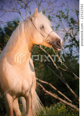 Beautiful palomino welsh pony 22522582