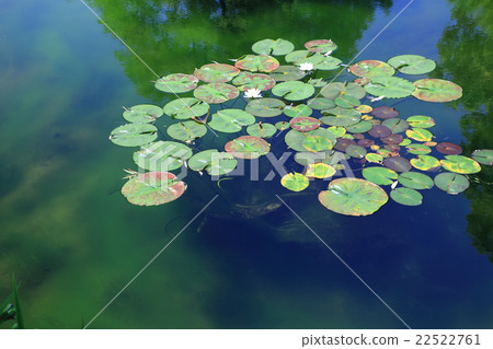 荷花開花的池塘 22522761