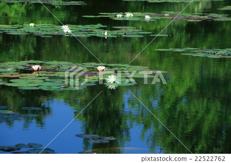 荷花開花的池塘 22522762