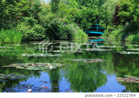 荷花開花的池塘 22522764