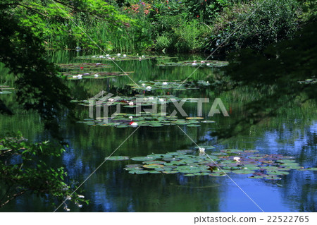 荷花開花的池塘 22522765