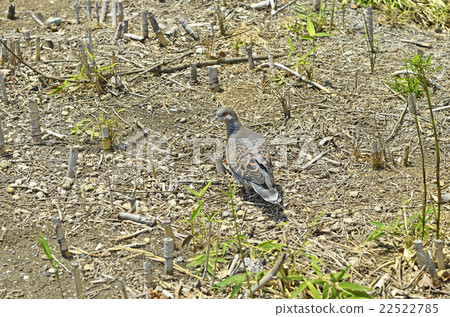 野雞蝴蝶(小雞鴿) 野雞蝴蝶(小雞鴿) 22522785