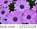 花材料紫色Dimorpho Seca非洲菊菊花瓣 22523128