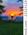 蒲公英蒲公英日落日落 22523129