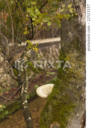 Plants Sarunokoshishigake mycelia Plants Sarunokoshishigake mycelia 22523157