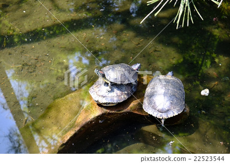 成田山Kawagoe Bethan寺池塘 22523544