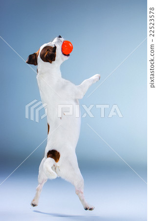 Small Jack Russell Terrier jumping high 22523578