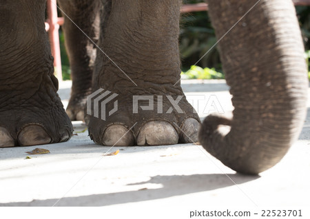 Big elephant foot  22523701