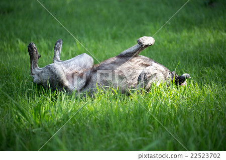 The dog is played on a green meadow The dog is played on a green meadow 22523702