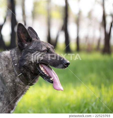 Dog on the grass Dog on the grass 22523703