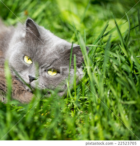The cat on a grass The cat on a grass 22523705