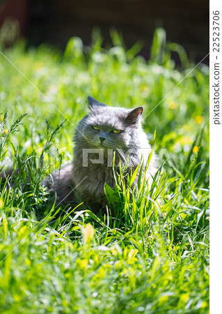 The cat on a grass The cat on a grass 22523706