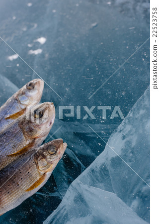 Winter fishing on the lake. Winter fishing on the lake. 22523758