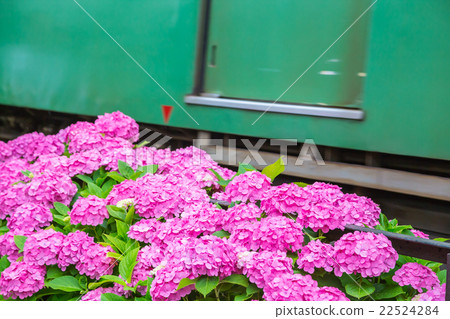 Hydrangea hydrangea hydrangea rainy season early summer flower plant hydrangea image material photo material space 22524284
