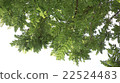核桃樹枝和樹葉 22524483