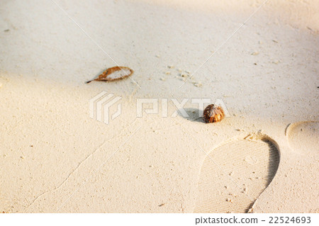 Footprints in the sand and seeds 22524693