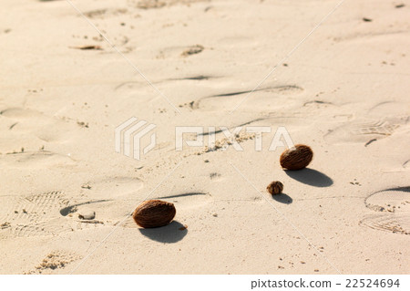 Footprints in the sand and seeds Footprints in the sand and seeds 22524694