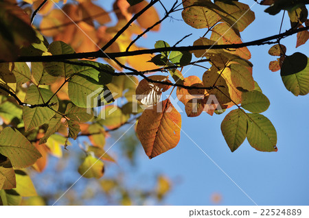 Blue sky and autumn leaves 22524889