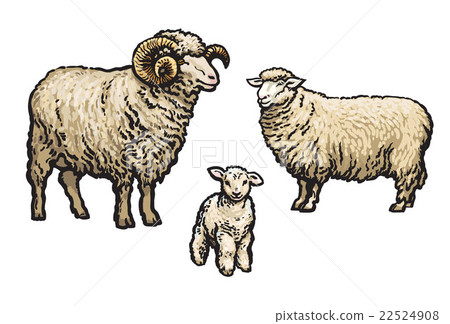 White sheep isolated White sheep isolated 22524908