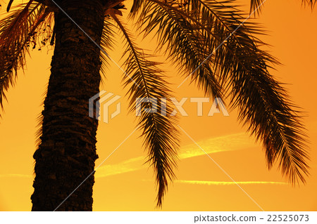 Silhouette of tropic palm tree 22525073