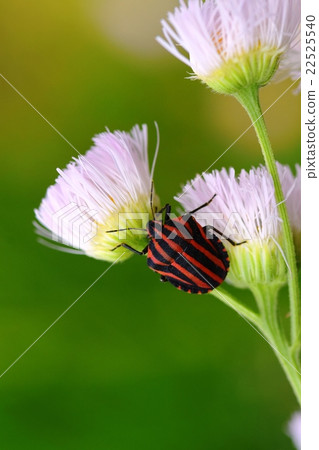 Akushushi Bamboo 22525540