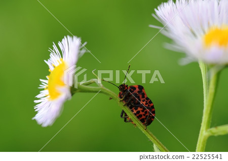 猩紅色甲蟲背後 22525541