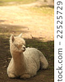 Alpaca 22525729