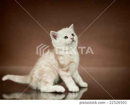 kitten kitten 22526501
