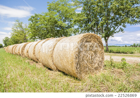 Hay bales in row. 22526869