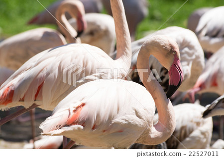 Greater Flamingo (Phoenicopterus roseus) Greater Flamingo (Phoenicopterus roseus) 22527011