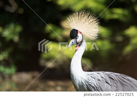 Black Crowned Crane (Balearica pavonina) Black Crowned Crane (Balearica pavonina) 22527025