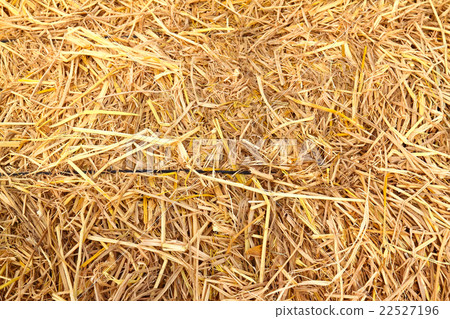 golden straw texture background 22527196