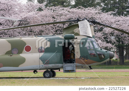 Air Self-Defense Force Transport helicopter CH-47J (LR) and cherry blossoms in full bloom 22527226