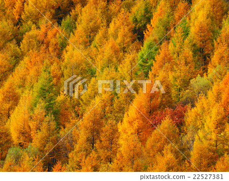 Fall of the Yatsugatake plateau 22527381